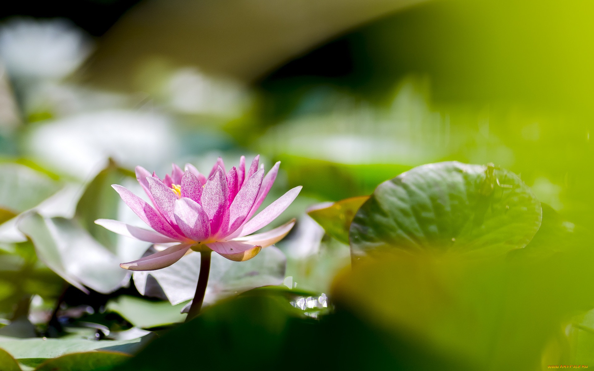 ,  ,  ,  , , , , lily, leaves, water, flowers